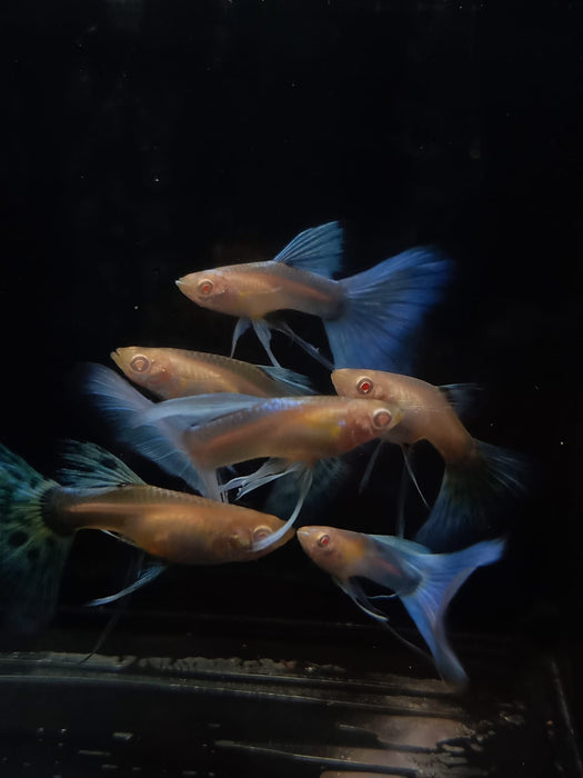 Live Fancy Guppy Fish Premium Quality Albino Blue Big Tail (CGP-003)