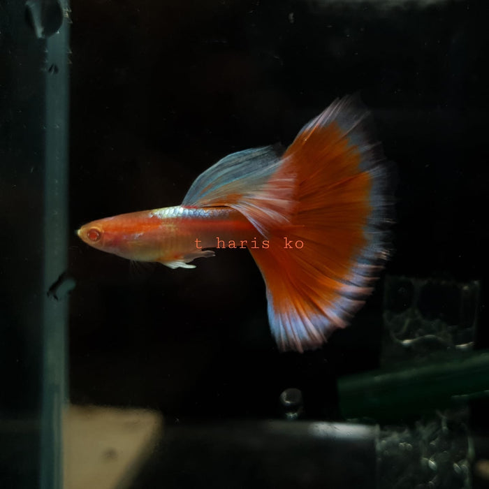 (CGP-097) Live Fancy Guppy Fish Premium Quality Albino Red Tail Platinum R4C5MF