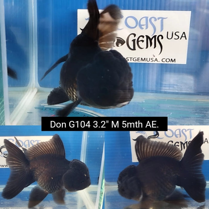 Live Fancy Goldfish Premium Select Our Choice Short Body SMALL BREED Black Thai Oranda GROW UP TO 2.5-3.5'' BODY (CGF-027)