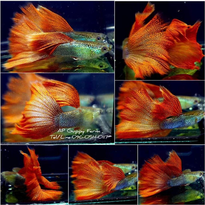 (CGP-079)U036 Live Fancy Guppy Fish Premium Quality Metal Red Lace