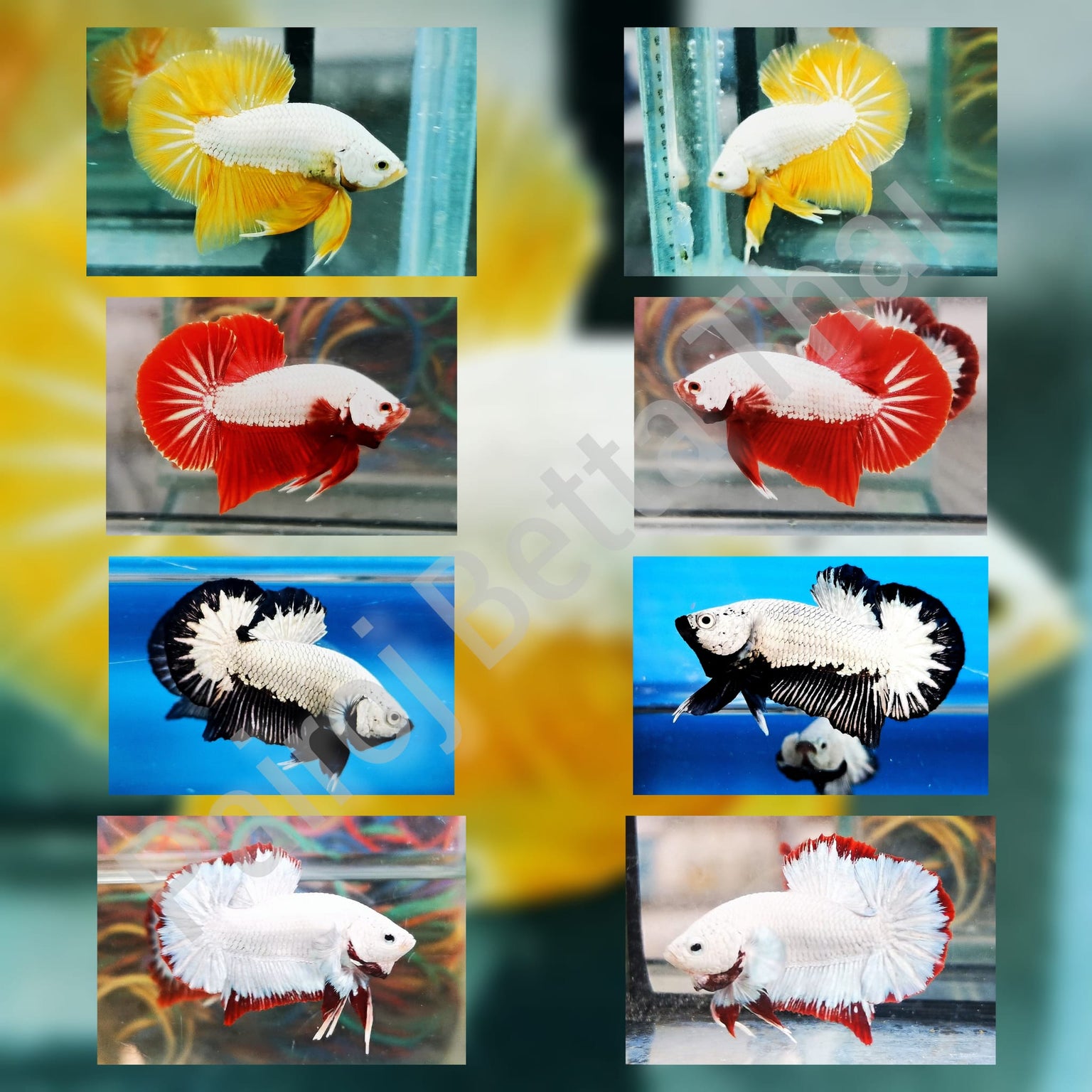 Live Betta Fish | Siamese Fighting Fish | Betta fish for Sale — Coast ...