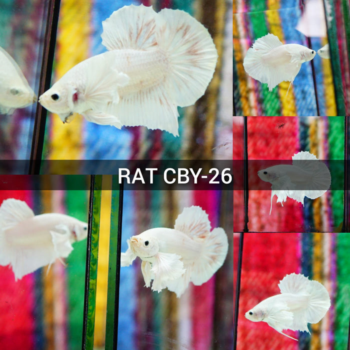 (CBM-026-RAT)White Platinum Dumbo Plakat Male Betta Groups XL-AAA