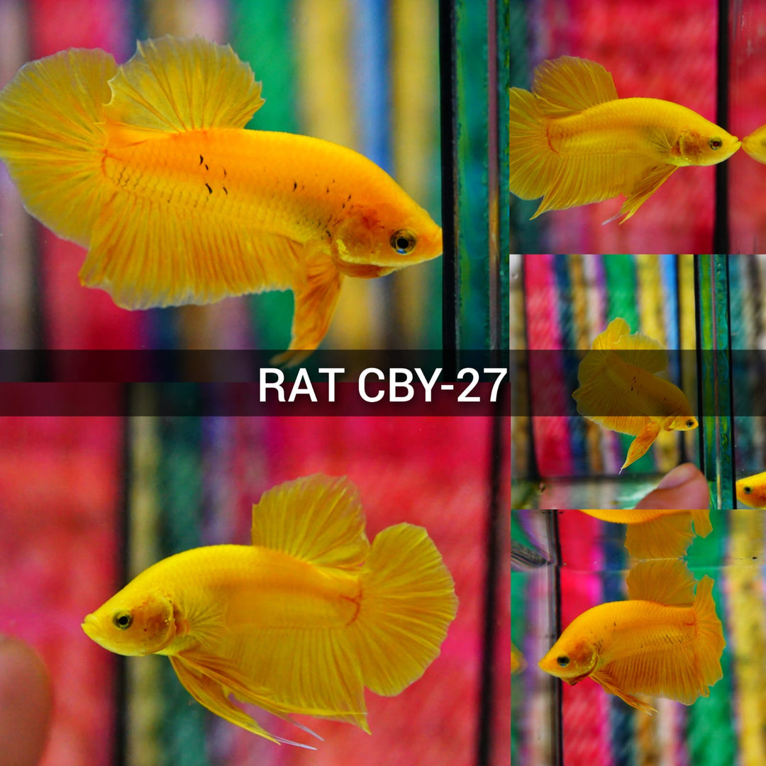 (CBM-027-RAT)Super Yellow Plakat Male Betta Groups