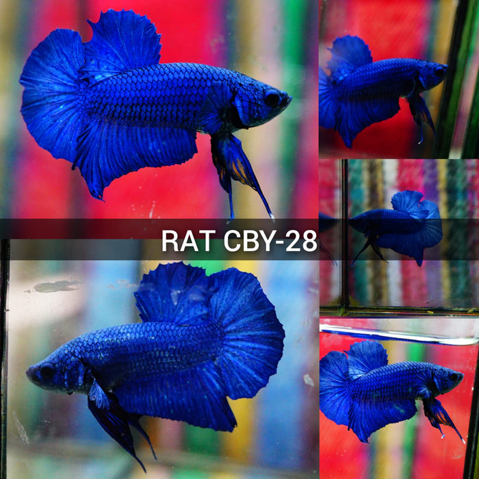 (CBM-028-RAT) Royal Blue Plakat Male Betta Groups