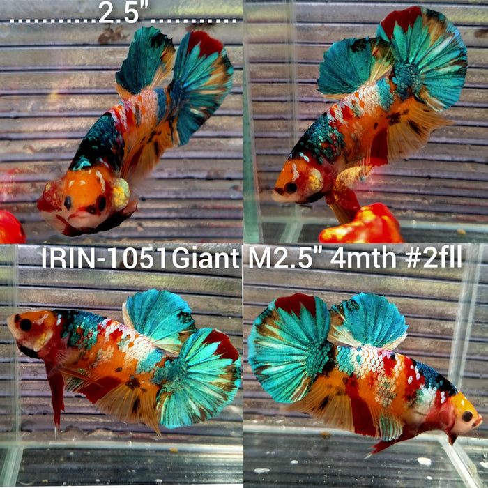 (IRIN-1051) Giant Nemo Multicolour Male Betta