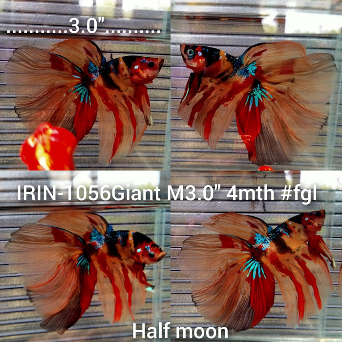 (IRIN-1056) Giant Nemo Galaxy Halfmoon Male Betta