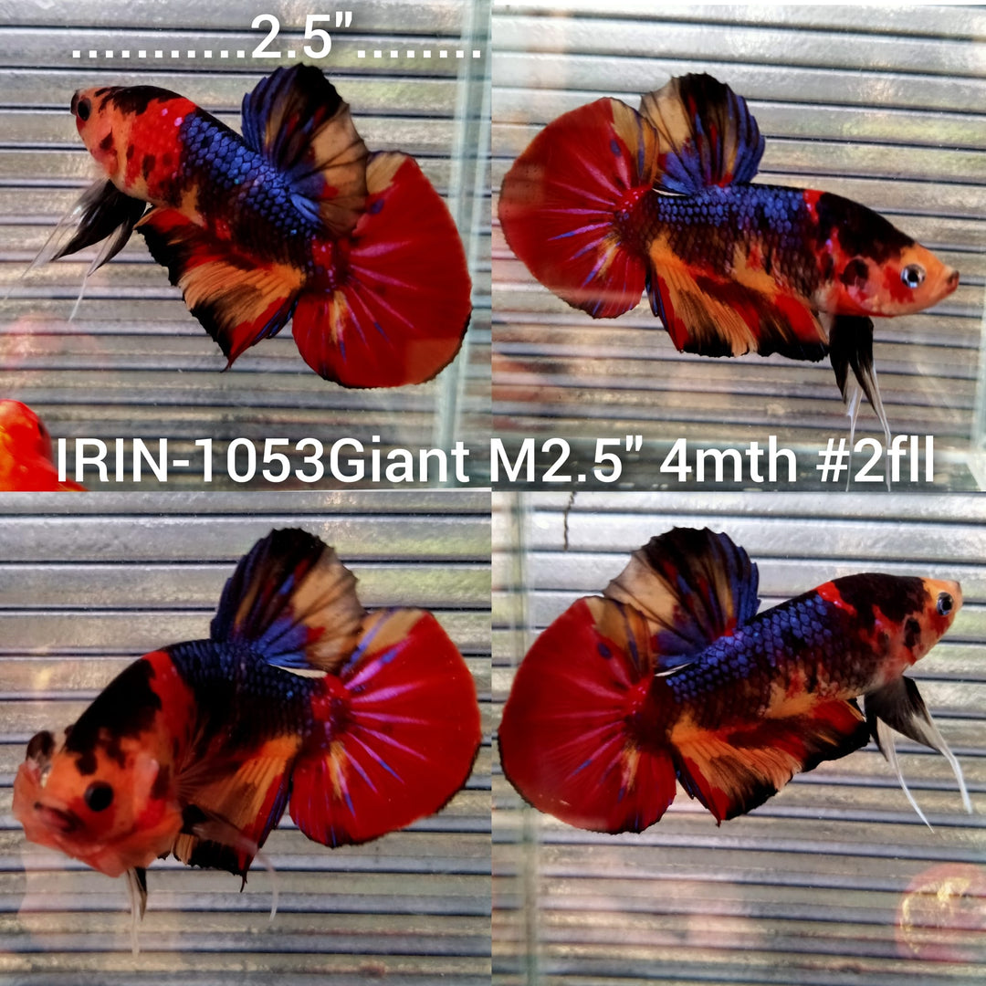 HERE(IRIN-1053) Giant Nemo Multicolour Male Betta