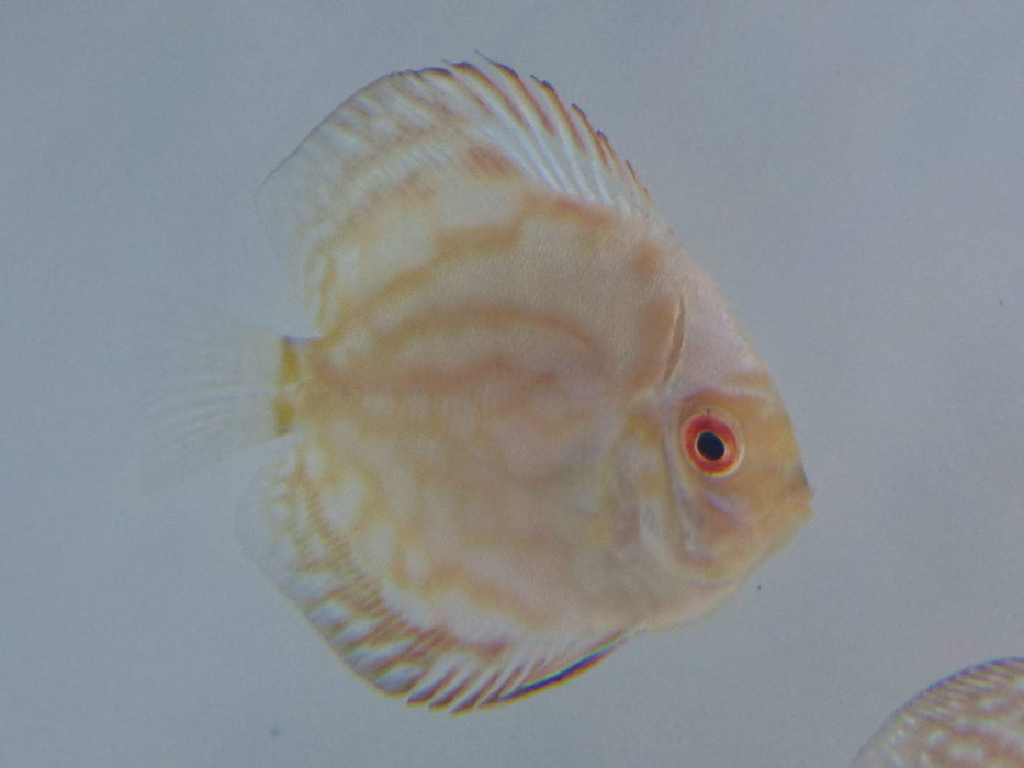 (DISCUS-02) White Butterfly Discus