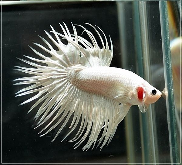 White crowntail male betta