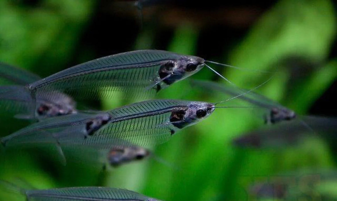 (TROP-199)U077 (3 pack)Glass Catfish (Kryptopterus bicirrhis)