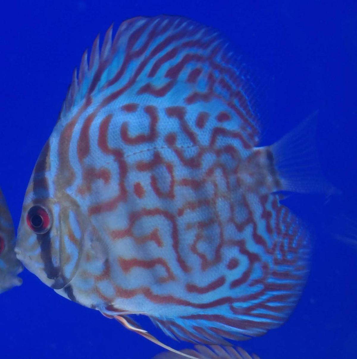 (DISCUS07) Zebra Discus — Coast Gem USA