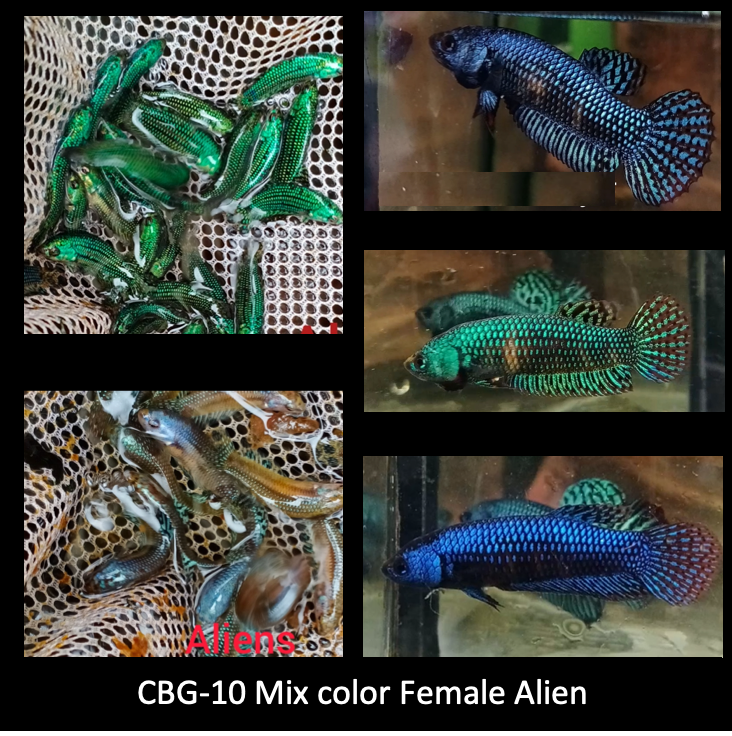 (CBG-10) T169,T170 Alien Female Mix Hybrid  Blue, Green, Gray, Turquoise Buy 4 Get 1 Free $60,  Buy 1 for $15 #170, #169
