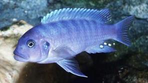 blue-mbuna-cichlid-labeotropheus-fuelleborni