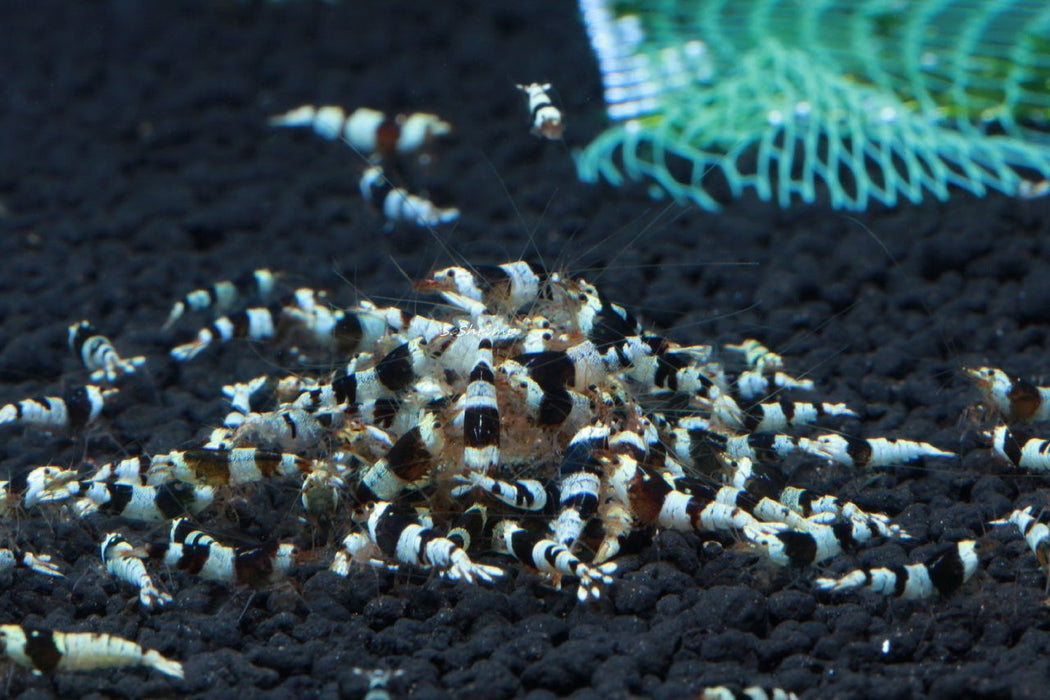 Live Freshwater Aquarium Shrimp Crystal Black PBL, Pure Black Line (Caridina sp.) 5/$25.00, 10/$45.00 (FS-017)