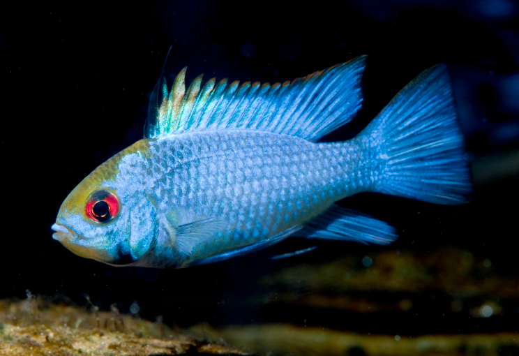 (TROP-079)U052 (2 Fish) Electric Blue Ram (Mikrogeophagus ramirezi)