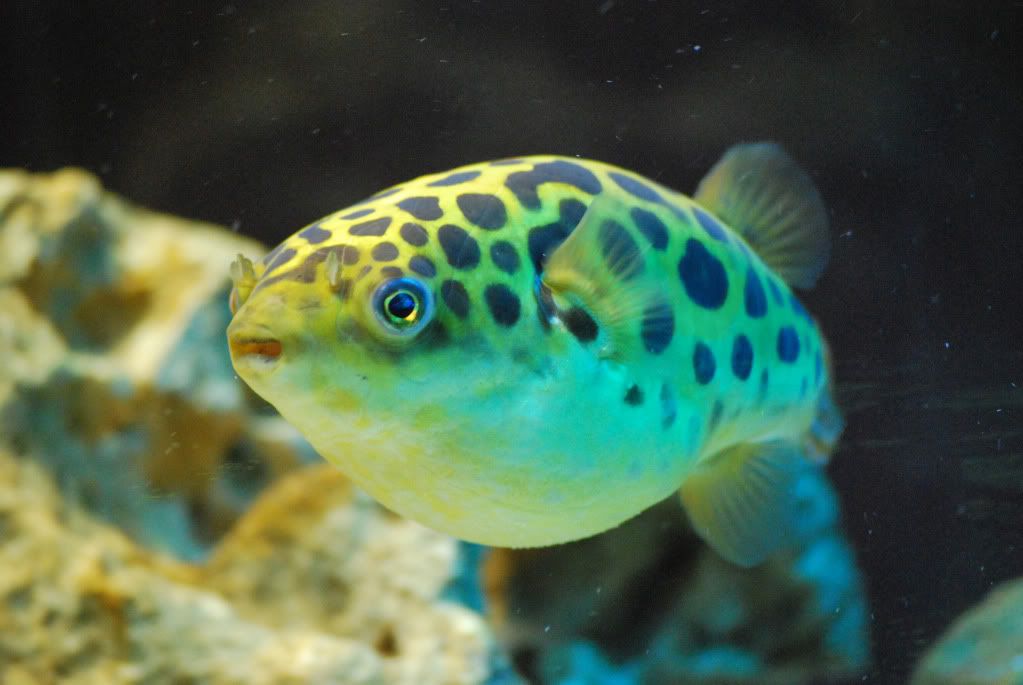 (TROP-345) U072 Green Spotted Pufferfish Medium