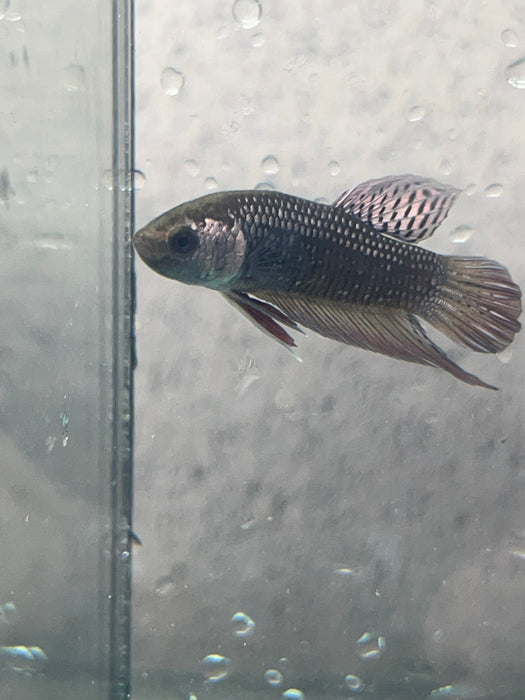 (CWB-12-C) Copper black Mahachai male