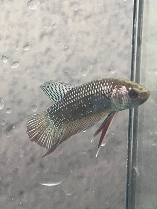 (CWB-12-C) Copper black Mahachai male