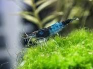 Blue Carbon rili shrimp