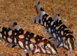 Angelicus Loach 