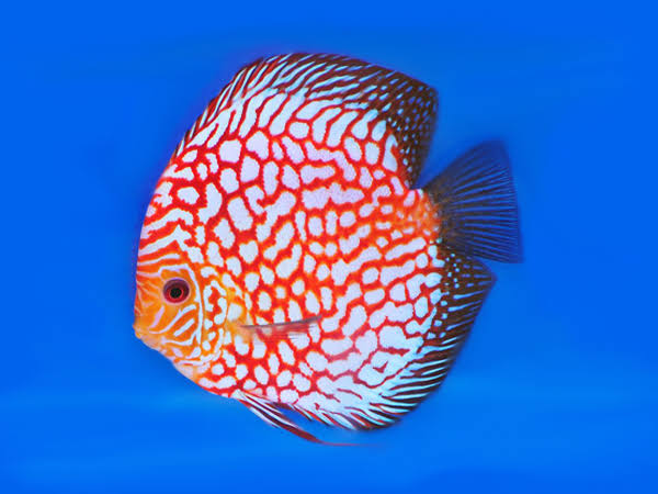 (DISCUS-03) Red Pigeon Blood Discus