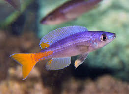 U021, (TROP-112) Cyprichromis leptosoma "Utinta" Sardine Cichlid