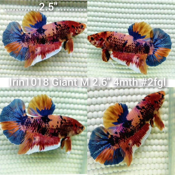 (IRIN-1018) CANDY GALAXY GIANT PLAKAT MALE BETTA