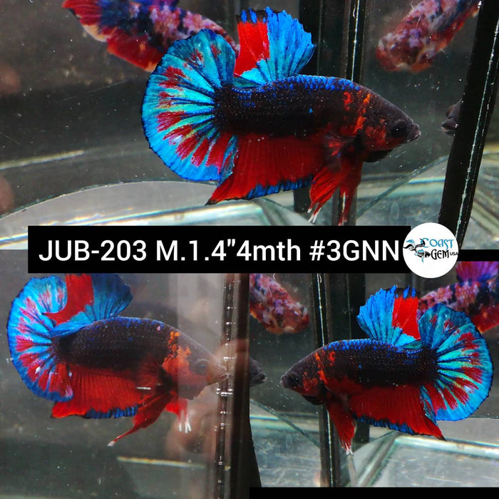 Betta Male Plakat High Grade Blue Metallic Fancy Red Rim (JUB-203) What you see is what you get