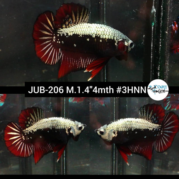 Betta Male High Grade Plakat Red Samurai Pair (JUB-206) What you see is what you get