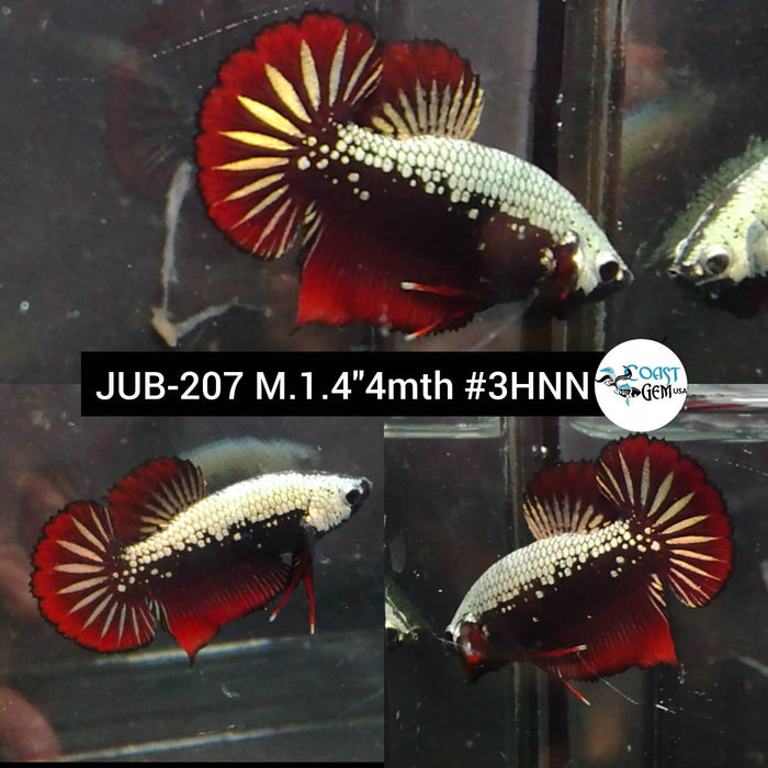 Betta Male High Grade Plakat Red Samurai Pair (JUB-207) What you see is what you get