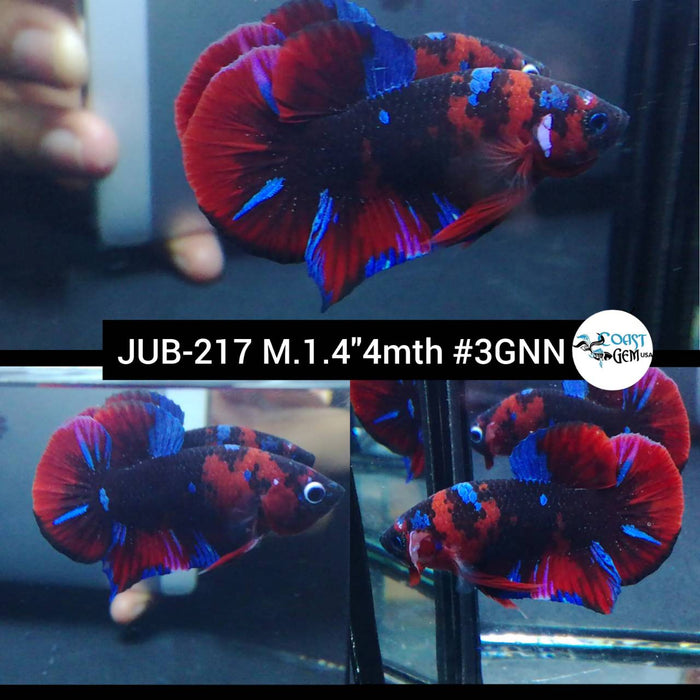 Live Betta Fish Male Plakat High Grade Red Koi Galaxy Fancy (JUB-217) What you see is what you get