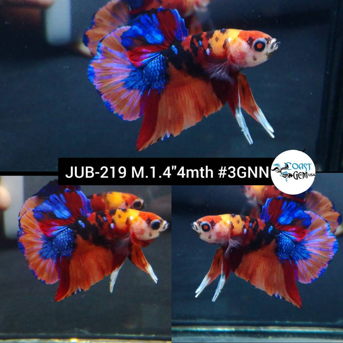 Live Betta Fish Male Plakat High Grade Nemo Galaxy Fancy (JUB-219) What you see is what you get