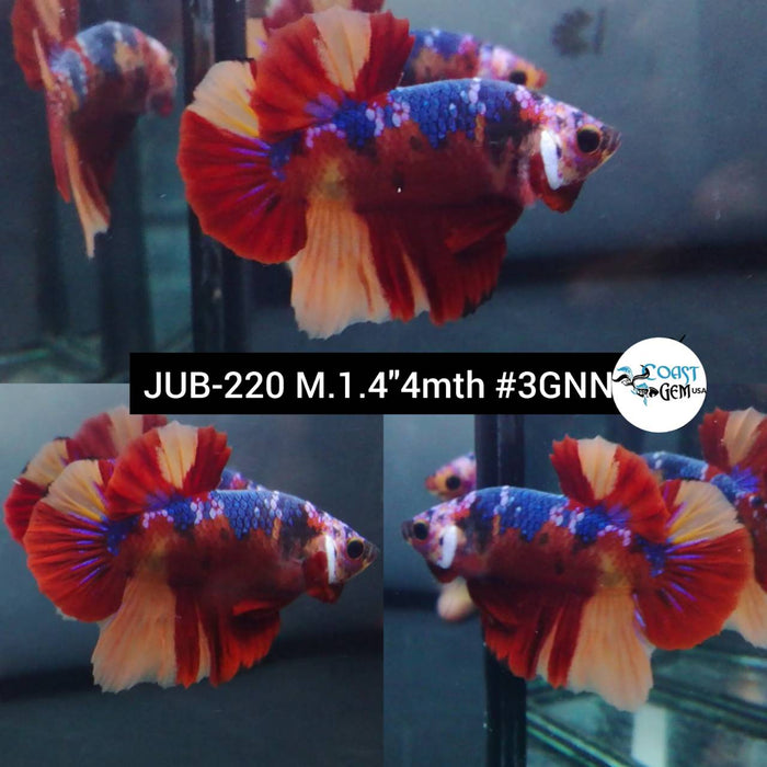 Live Betta Fish Male Plakat High Grade Red Koi Galaxy Fancy (JUB-220) What you see is what you get