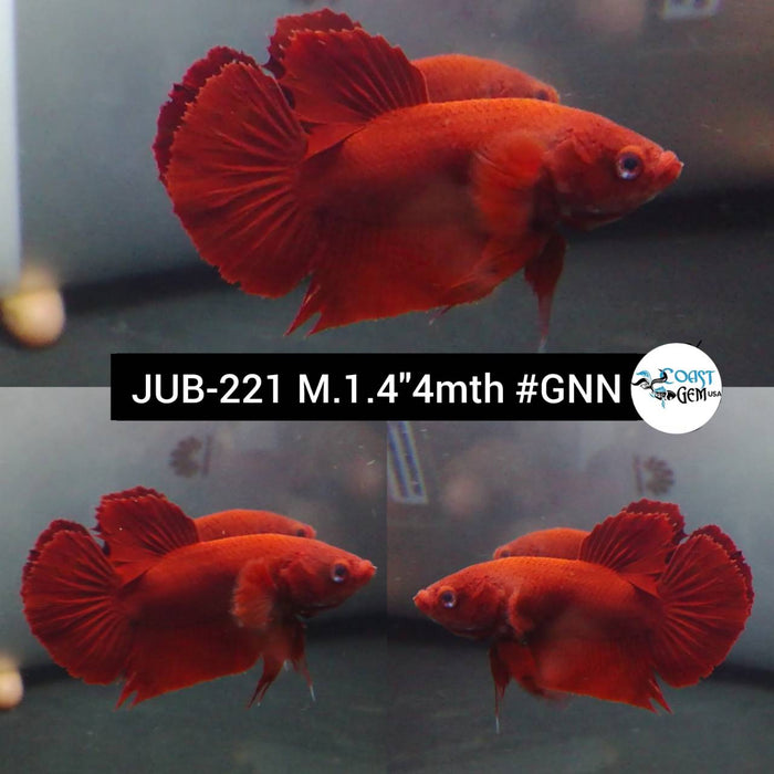 X Live Betta Fish Male Plakat High Grade Hellboy (JUB-221) What you see is what you get