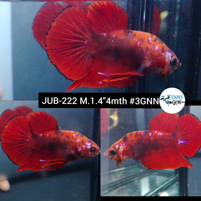 Live Betta Fish Male Plakat High Grade  Red Koi Galaxy (JUB-222) What you see is what you get