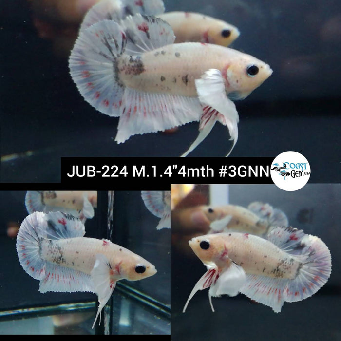 Live Betta Fish Male Plakat High Grade White Copper Polka Dot (JUB-224) What you see is what you get