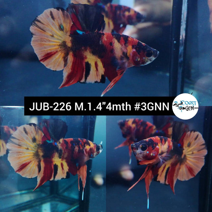 Live Betta Fish Male Plakat High Grade Black Fire Nemo Galaxy (JUB-226) What you see is what you get
