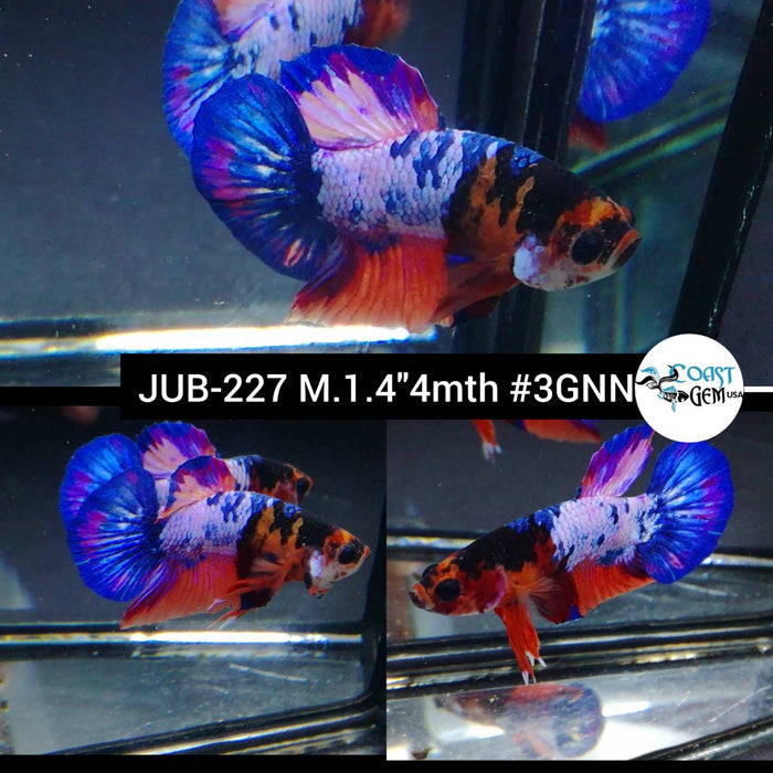 Live Betta Fish Male Plakat High Grade Blue Koi Fancy (JUB-227) What you see is what you get