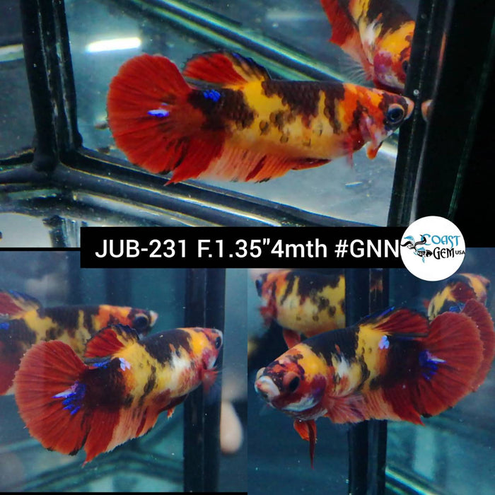 Live Betta Fish Female Plakat High Grade Black Nemo Fancy (JUB-231) What you see is what you get
