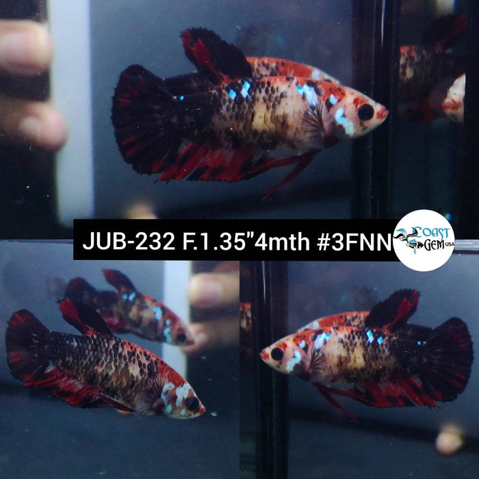 Live Betta Fish Female Plakat High Grade Black Koi Galaxy (JUB-232) What you see is what you get
