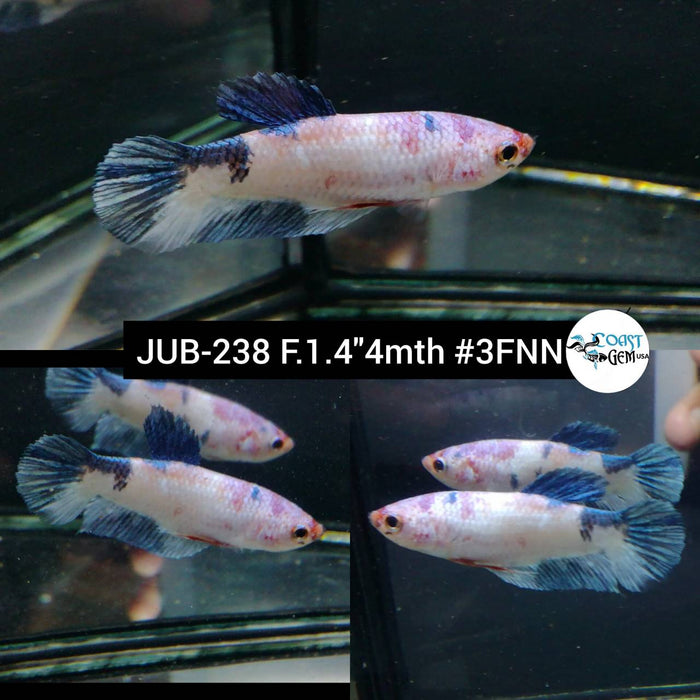 Live Betta Fish Female Plakat High Grade Blue Koi (JUB-238) What you see is what you get