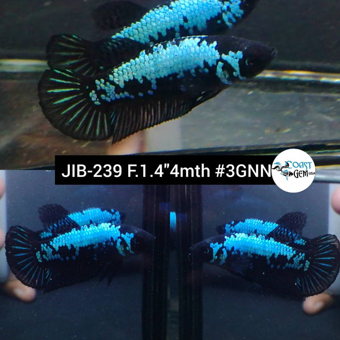 x Live Betta Fish Female Plakat High Grade Grade Black Metallic Galaxy (JUB-239) What you see is what you get