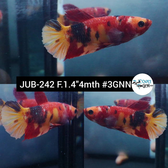 Live Betta Fish Female Plakat High Grade Red Nemo Fancy (JUB-242) What you see is what you get