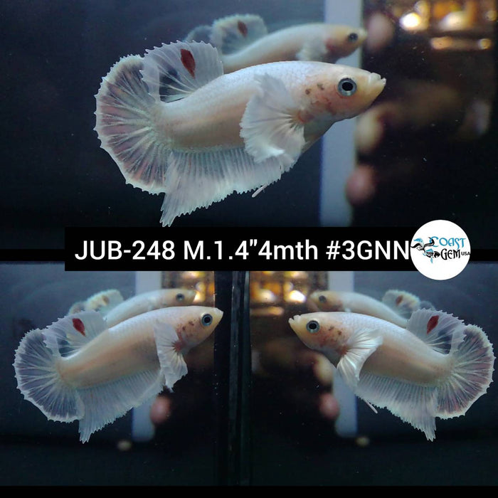 Live Betta Fish Male Plakat High Grade White Platinum Tancho (JUB-248) What you see is what you get