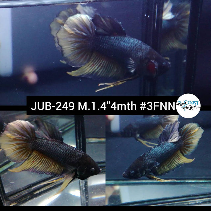 Live Betta Fish Male Plakat High Grade Black Warrior Yellow Tail (JUB-249) What you see is what you get