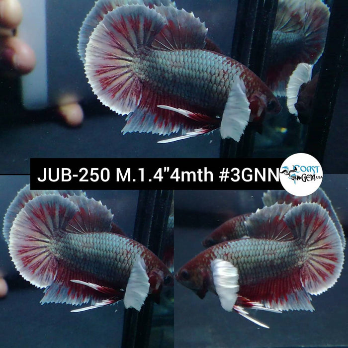 Live Betta Fish Male Plakat High Grade White Copper Star Tail (JUB-250) What you see is what you get
