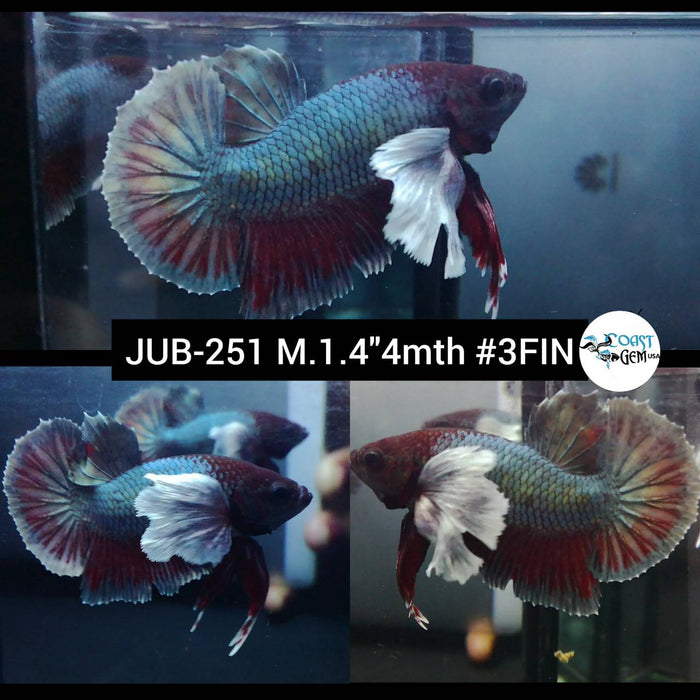 Live Betta Fish Male Plakat High Grade White Copper Star Tail (JUB-251) What you see is what you get