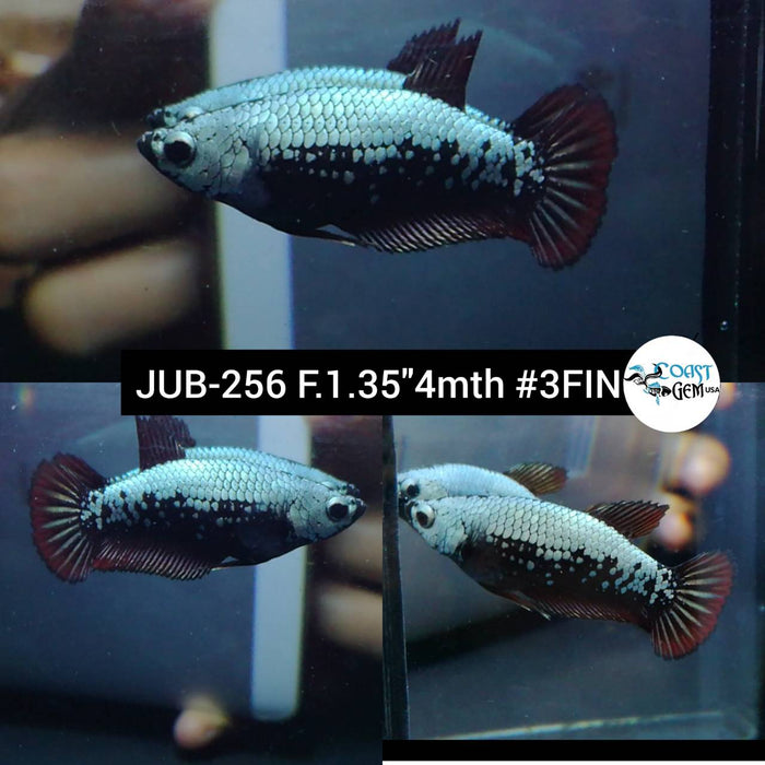 Live Betta Fish Female Plakat High Grade  Black Samurai Pair (JUB-256) What you see is what you get