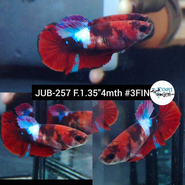 Live Betta Fish Female Plakat High Grade  Red Koi Galaxy (JUB-257) What you see is what you get