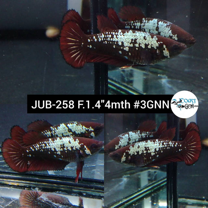 X Live Betta Fish Female Plakat High Grade Red Samurai Pair (JUB-258) What you see is what you get